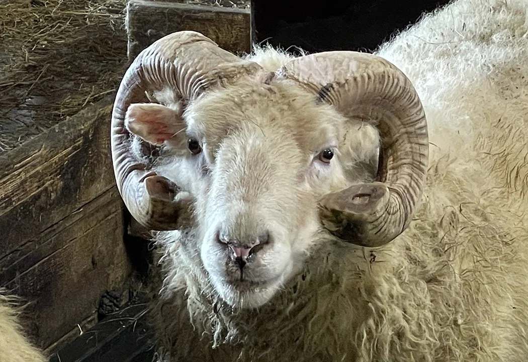 Icelandic sheep: the fleece and my experience spinning it